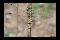 Orthetrum cancellatum, thumbnail 12 / 20