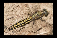 Orthetrum cancellatum, thumbnail 13 / 20