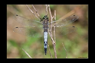 Orthetrum cancellatum, thumbnail 14 / 20