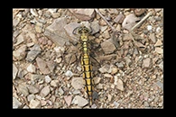 Orthetrum cancellatum, thumbnail 17 / 20
