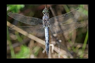 Orthetrum cancellatum, thumbnail 18 / 20