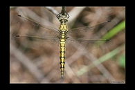 Orthetrum cancellatum, thumbnail 19 / 20
