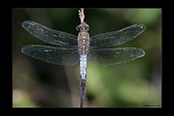 Orthetrum cancellatum, thumbnail 20 / 20