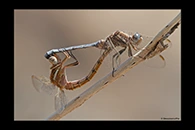 Orthetrum chrysostigma, thumbnail 1 / 20