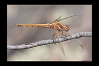 Orthetrum chrysostigma, thumbnail 2 / 20