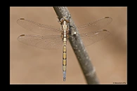 Orthetrum chrysostigma, thumbnail 4 / 20