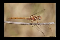 Orthetrum chrysostigma, thumbnail 5 / 20