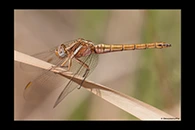 Orthetrum chrysostigma, thumbnail 8 / 20