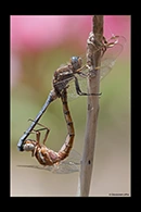 Orthetrum chrysostigma, thumbnail 9 / 20