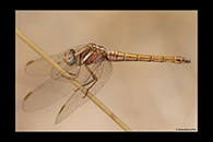Orthetrum chrysostigma, thumbnail 12 / 20