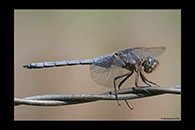 Orthetrum chrysostigma, thumbnail 13 / 20