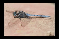 Orthetrum chrysostigma, thumbnail 16 / 20