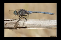 Orthetrum chrysostigma, thumbnail 18 / 20