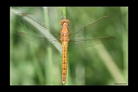 Orthetrum coerulescens, thumbnail 1 / 20