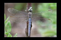 Orthetrum coerulescens, thumbnail 2 / 20