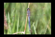 Orthetrum coerulescens, thumbnail 3 / 20