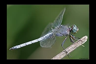 Orthetrum coerulescens, thumbnail 4 / 20