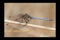 Orthetrum coerulescens, thumbnail 5 / 20