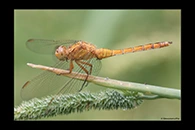 Orthetrum coerulescens, thumbnail 7 / 20