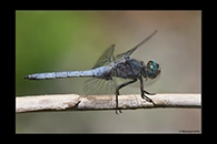 Orthetrum coerulescens, thumbnail 8 / 20