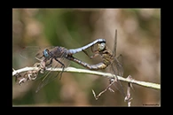 Orthetrum coerulescens, thumbnail 9 / 20