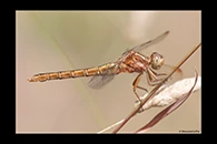 Orthetrum coerulescens, thumbnail 10 / 20