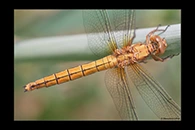 Orthetrum coerulescens, thumbnail 12 / 20