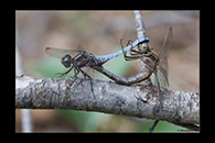 Orthetrum coerulescens, thumbnail 13 / 20
