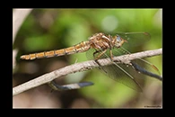 Orthetrum coerulescens, thumbnail 14 / 20
