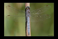 Orthetrum coerulescens, thumbnail 15 / 20