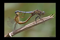 Orthetrum coerulescens, thumbnail 16 / 20