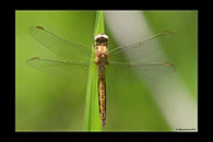 Orthetrum coerulescens, thumbnail 17 / 20