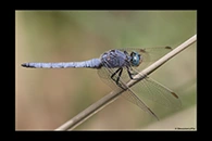 Orthetrum coerulescens, thumbnail 18 / 20