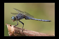 Orthetrum coerulescens, thumbnail 19 / 20
