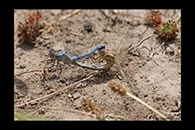Orthetrum nitidinerve, thumbnail 8 / 20