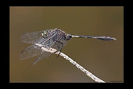 Orthetrum sabina, thumbnail 4 / 20