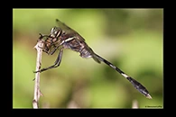 Orthetrum sabina, thumbnail 6 / 20