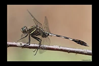 Orthetrum sabina, thumbnail 7 / 20