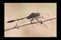 Orthetrum sabina, thumbnail 16 / 20