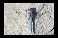 Orthetrum taeniolatum, thumbnail 1 / 20