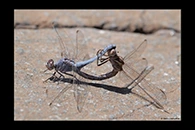 Orthetrum taeniolatum, thumbnail 2 / 20