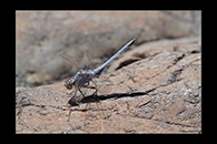 Orthetrum taeniolatum, thumbnail 3 / 20