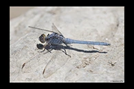 Orthetrum taeniolatum, thumbnail 4 / 20
