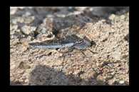Orthetrum taeniolatum, thumbnail 5 / 20