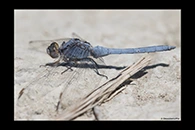 Orthetrum taeniolatum, thumbnail 6 / 20