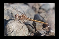 Orthetrum taeniolatum, thumbnail 7 / 20