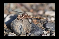 Orthetrum taeniolatum, thumbnail 8 / 20