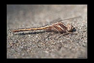 Orthetrum taeniolatum, thumbnail 9 / 20
