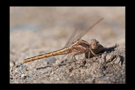 Orthetrum taeniolatum, thumbnail 10 / 20