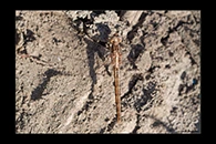 Orthetrum taeniolatum, thumbnail 11 / 20